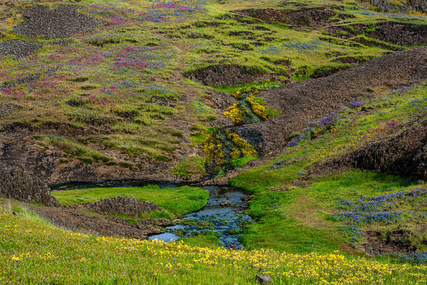 ノーステーブルマウンテン生態保護区のクリーク、オロビル、カリフォルニア、アメリカ、黄色、ピンク、紫の野生の花のカーペットに囲まれています   - 写真・画像