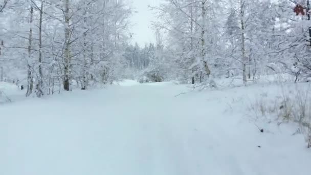 Camera vliegt door winter bos - Video