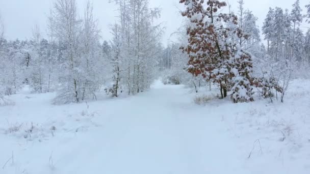 Cámara se mueve entre árboles cubiertos de nieve
 - Metraje, vídeo