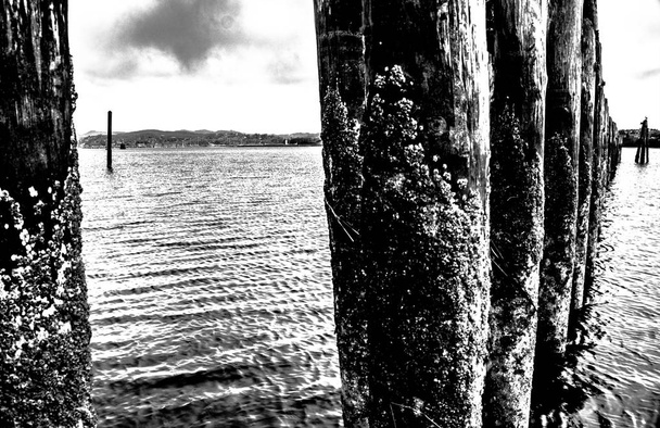 Imagen en blanco y negro de cerca de los postes erosionados del océano
. - Foto, Imagen