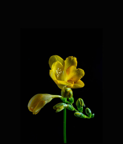 Выборочный акцент на желтый декоративный цветок Freesia на черном фоне вид студии снимок
 - Фото, изображение