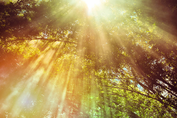 la luce del sole splende attraverso la calda foresta autunnale / luce attraverso la nebbia nebbia e gli alberi sole estivo foresta di bambù colorato il giorno di luce solare
 - Foto, immagini