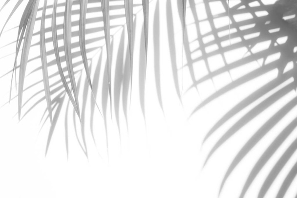 abstract background of shadows palm leaves on a white wall. White and Black - Photo, Image
