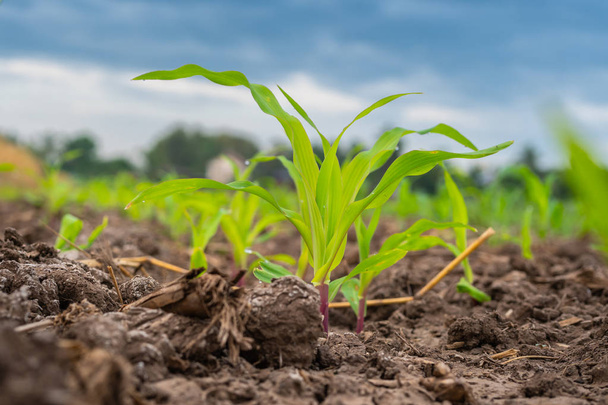 Sadzonkę kukurydzy w ogrodzie rolnictwa, uprawy sadzonka zielony kukurydza młodych - Zdjęcie, obraz