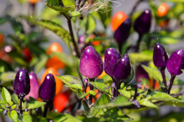 Foto foto van een veelkleurige chili peperplant - Foto, afbeelding