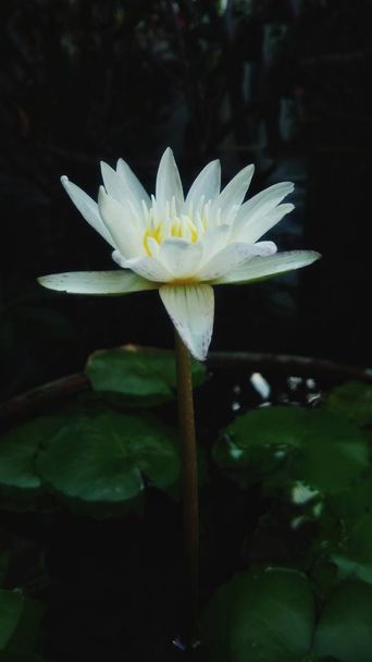 Bahçede çiçek beyaz lotus çiçeği - Fotoğraf, Görsel