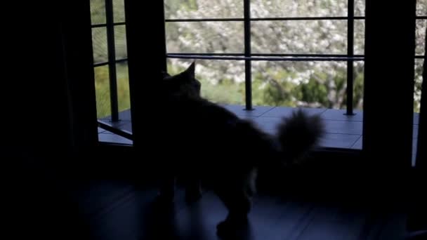 Silhouette einer Katzenrasse Maine Coon gegen das Fenster - Filmmaterial, Video