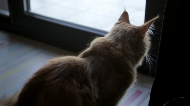 Maine Coon gato frota contra la cortina cerca de la ventana
 - Metraje, vídeo