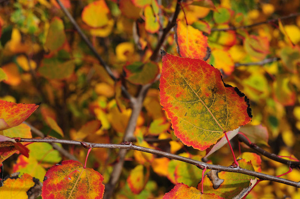 Zweig eines Hartriegels im Herbst mit bunten Blättern - Foto, Bild