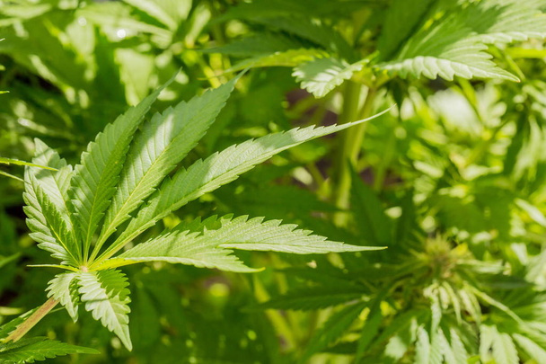 Cannabis selbst angebaut medizinisches Marihuana Blatt einer wachsenden Pflanze - Foto, Bild