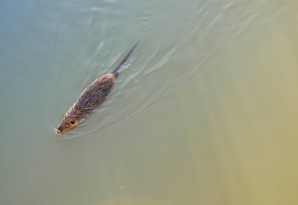 Kanal kıyısında Nutria yiyecek arıyor. Yabani besin, Avrupa 'nın göletlerinde ve nehirlerinde (düşük akımlı veya durgun sularla dolu rezervuarlarda) yaşar, küçük hayvan yüzer.. - Fotoğraf, Görsel