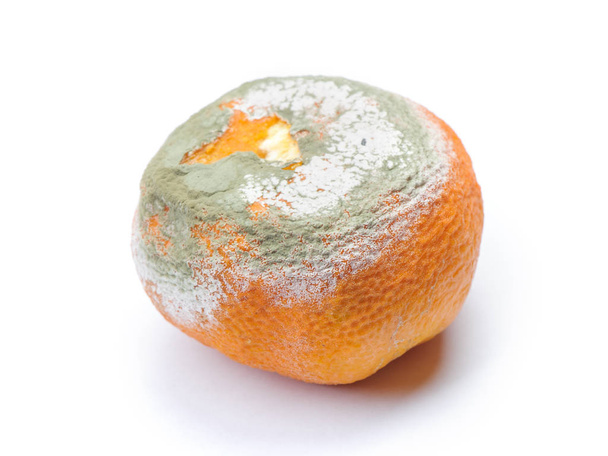 Mandarine moisie pourrie isolée sur fond blanc
 - Photo, image