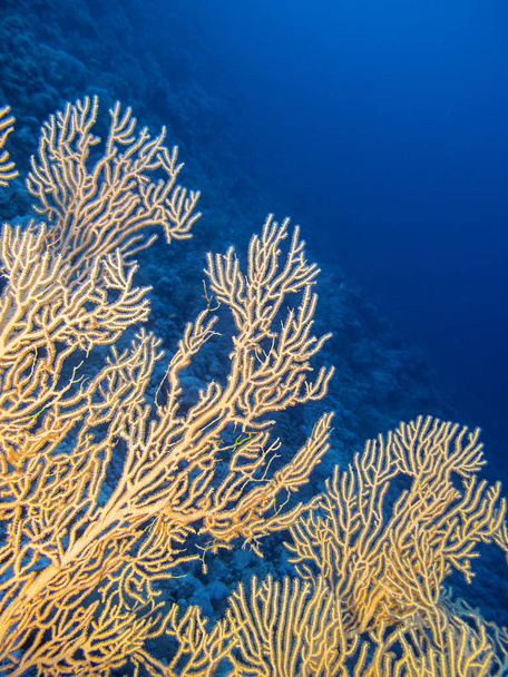 熱帯の海、水中風景の下に青い水を背景にヤギとサンゴ礁 - 写真・画像