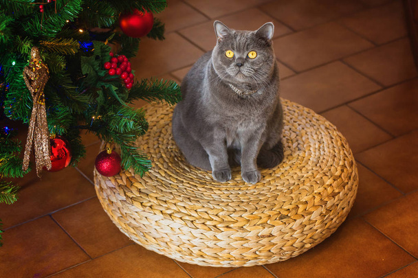 Krásné šedé britská krátkosrstá kočka v stříbrný obojek na pozadí vánoční strom se světly bokeh sedí na lavičce proutí - Fotografie, Obrázek
