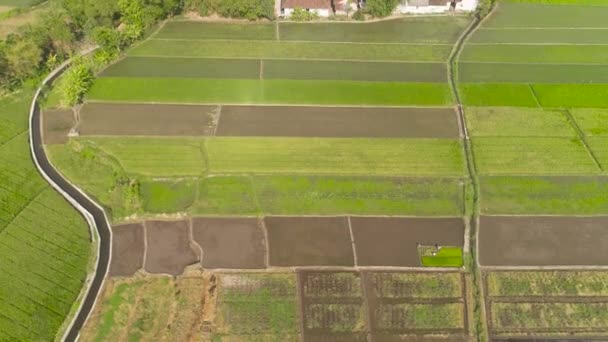 Pole ryżowe i grunty rolne w Indonezji - Materiał filmowy, wideo