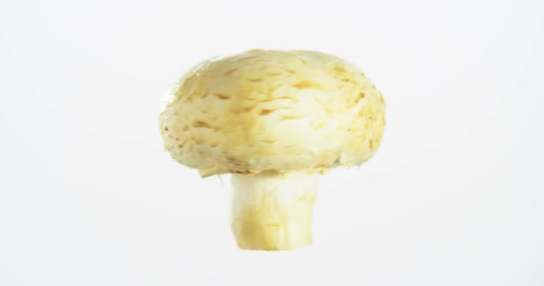 Rotazione di filatura del fungo isolata su sfondo bianco Alimenti sospesi nell'aria
 - Filmati, video