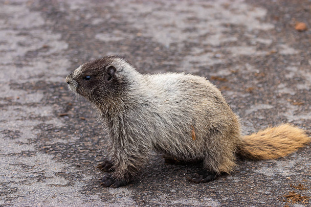 gran marmota se sienta en la carretera pavimentada en agosto
 - Foto, Imagen