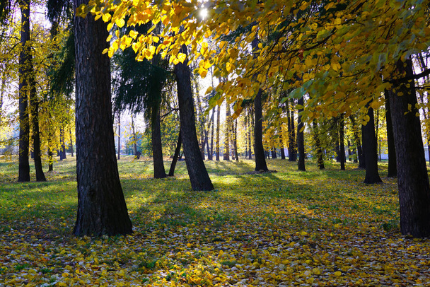 In the gap between the autumn leaves the sun shines brightly. Dark Trunks of trees behind yellow birch leaves. Russia, Moscow - Foto, Bild