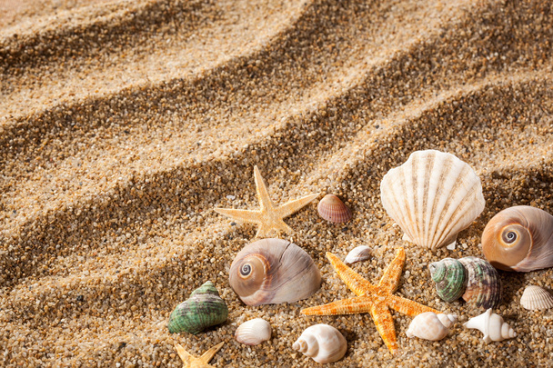 Sea shells on the sand - Фото, изображение