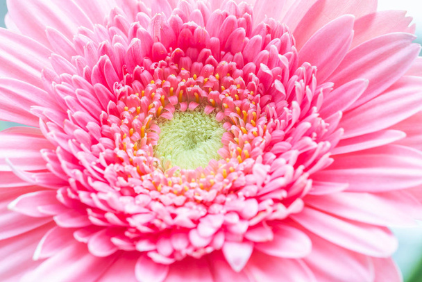 Macro fotografía de una flor rosa de Gerbera
 - Foto, Imagen