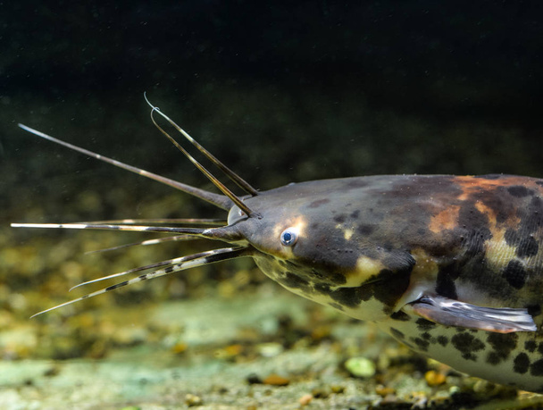 Clarias batrachus o pesce gatto nero che cammina su sfondo naturale. Pesci in acquario
 - Foto, immagini