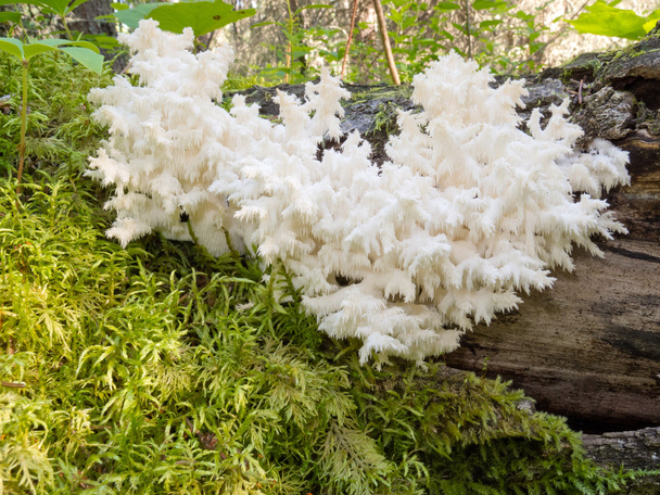 Смачні їстівні гриби білий Coral Hericium - Фото, зображення