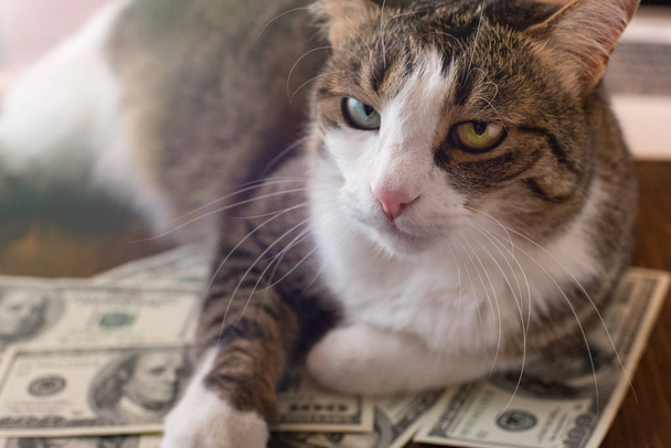 Adorable cat is lying on dollar bills. - Photo, Image