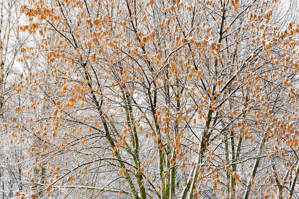 Acer negundo, also known as box elder, boxelder maple, ash-leaved maple, and maple ash, covered by snow during a cold winter day - Photo, Image