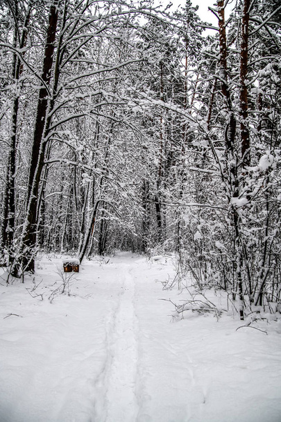 Trampled footpath in a snowy winter forest. - Foto, afbeelding