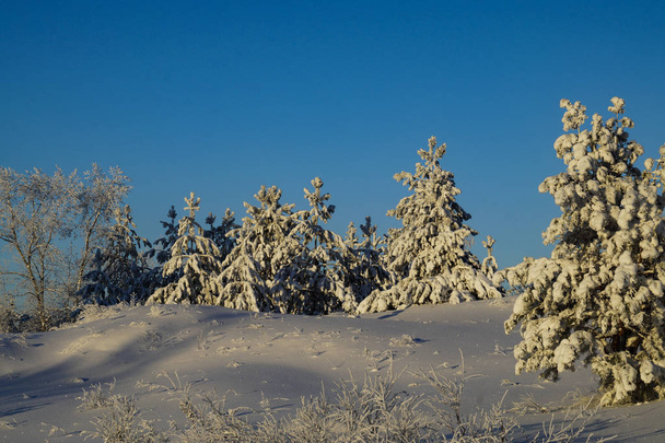 fairy tale winter forest - Fotografie, Obrázek
