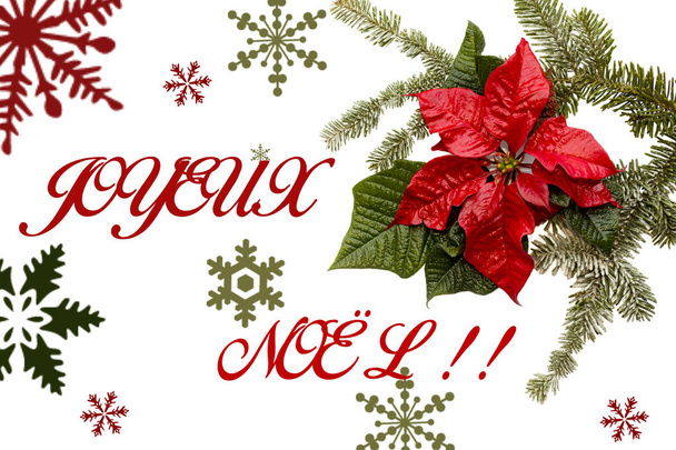 Flor de Poinsettia con abeto y nieve sobre fondo blanco. Saludos tarjeta de Navidad. Una postal. En Navidad. Rojo, blanco y verde. "Joyeux Noel
" - Foto, Imagen