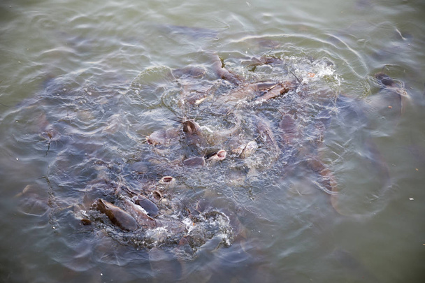 meerval in water worstelen voor voedsel india - Foto, afbeelding