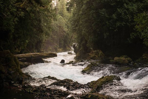 small river deep in the forest. Nature landscape - Fotografie, Obrázek
