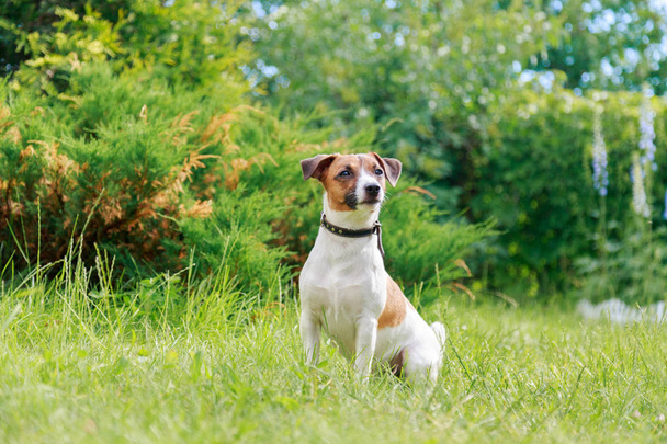 Dog breed Jack Russell Terrier on the grass - Fotoğraf, Görsel