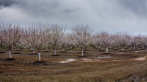 冬はカリフォルニアのアーモンド果樹園 - 写真・画像