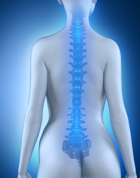 Anatomia della colonna vertebrale femminile vista posteriore
 - Foto, immagini