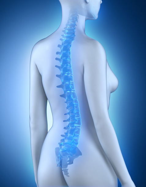 Naisten selkärangan anatomia näkymä
 - Valokuva, kuva