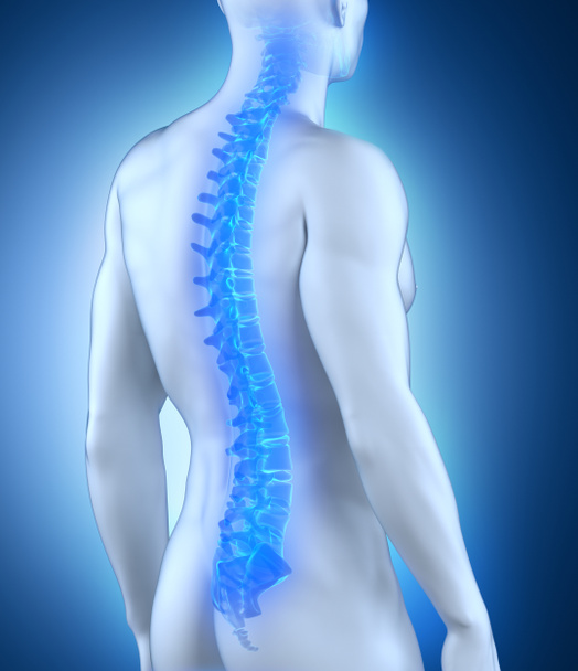 Human spine anatomy - Photo, Image