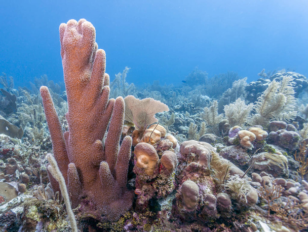 Arrecife submarino de coral frente a la costa de Roatán
  - Foto, imagen
