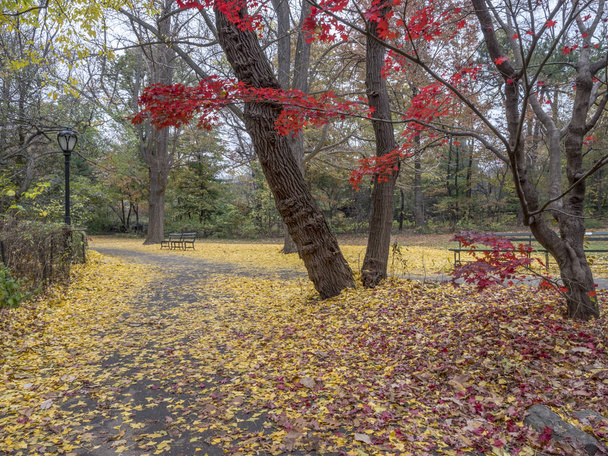 Central Park, Manhattan, Nueva York en otoño
 - Foto, Imagen