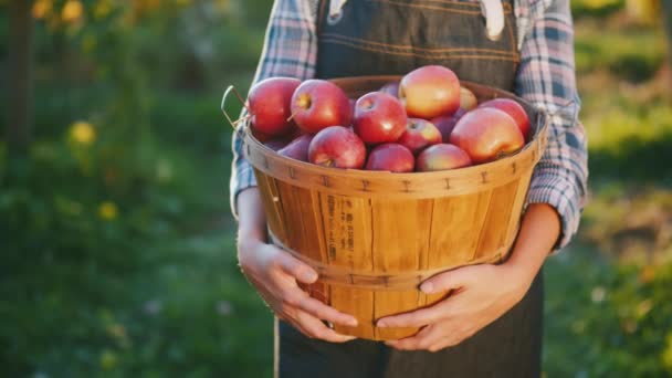 農家は、熟した赤いリンゴのバスケットを保持しています。あなたの庭からの有機製品 - 映像、動画
