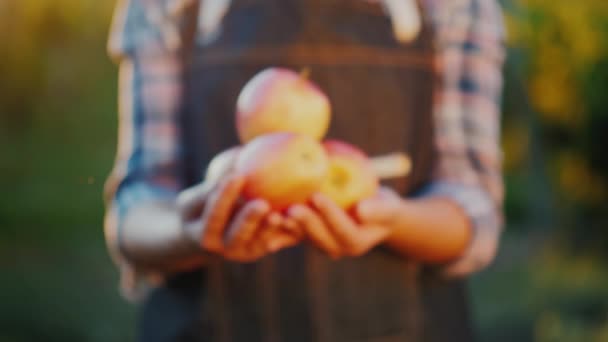 The camera approaches the hands of a farmer who holds ripe apples. Video with shallow depth of field - Filmmaterial, Video