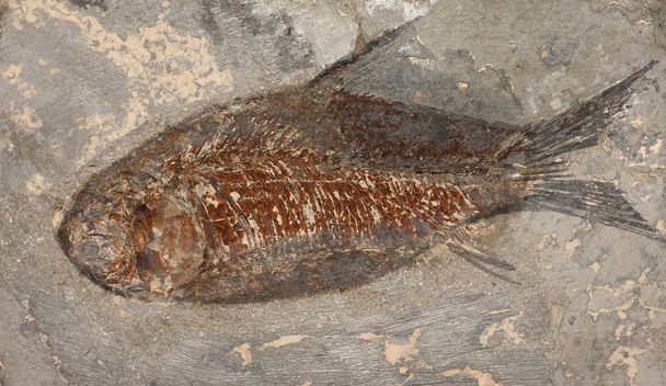 fosil balıklar - Fotoğraf, Görsel