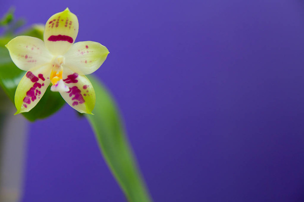 Krásné vzácné orchideje v hrnci na modrém pozadí - Fotografie, Obrázek