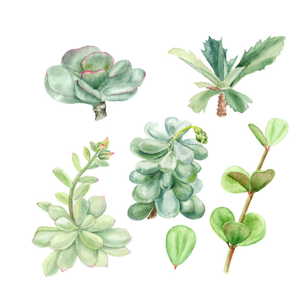 Tropical plants succulents Pachyphytum, echeveria, peperomia, kalanchoe, adromischus. Botanical watercolor illustration of succulent on white background - Photo, Image