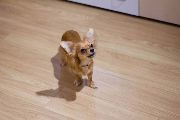 Chihuahua à la maison, assis, mensonges et joué
 - Photo, image