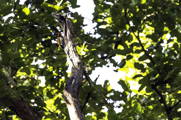 Zwart-rumped goudrugspecht (Dinopium benghalense), ook bekend als de kleine gouden-backed specht of mindere goldenback in Jim Corbett National Park, India - Foto, afbeelding