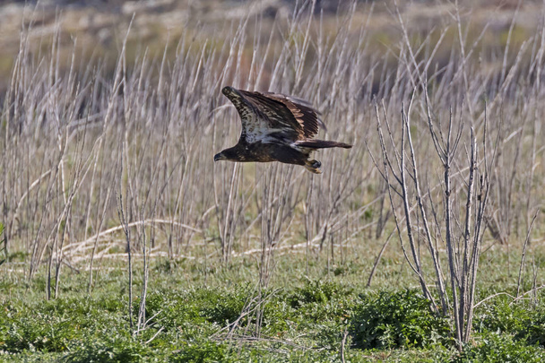 Pássaro juvenil águia careca em uma margem do lago
 - Foto, Imagem