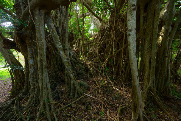 árvore banyan grande na ilha de ishigaki
 - Foto, Imagem