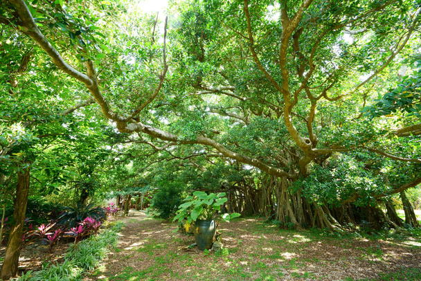 árvore banyan grande na ilha de ishigaki
 - Foto, Imagem